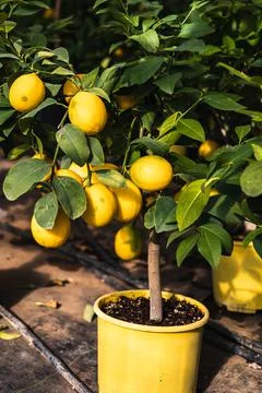 Lemon tree growing in a pot, Container Gardening. Close-up of lemon fruit in  Stockfoto's