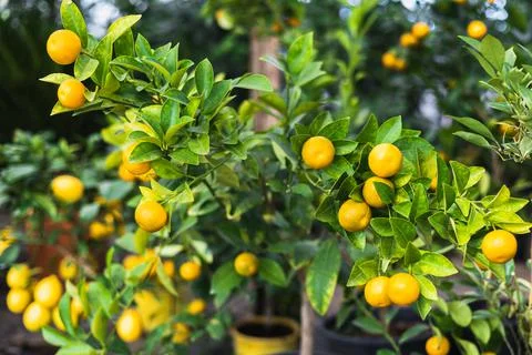Lemon tree growing in a pot, Container Gardening. Close-up of lemon fruit in  Stockfoto's