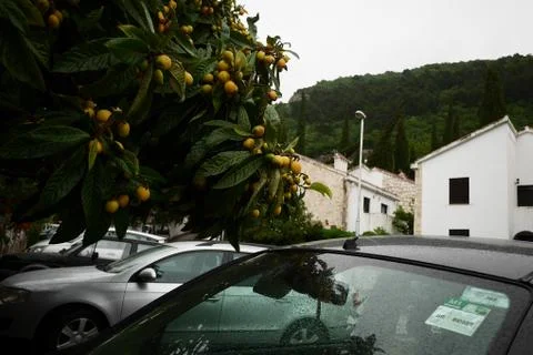 Lemon tree hanging over a machine Фото