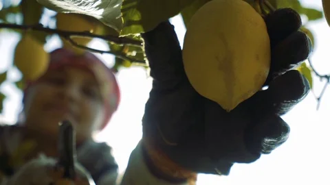 Lemon tree harvest Stock-Footage 112205999