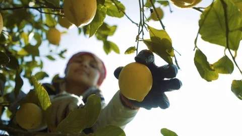 Lemon tree harvest Stock Footage 112206014