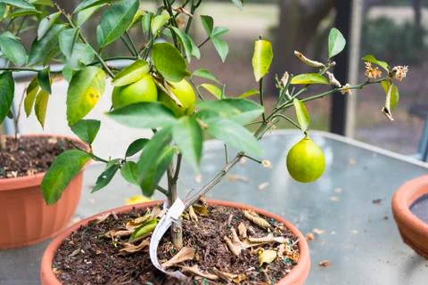 Lemon Tree Harvest Stock Photos