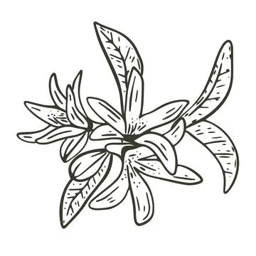Lemon tree inflorescence hand drawn engraving vector illustration Stock Illustration