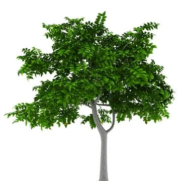 Lemon tree isolated on white background Stock Illustration