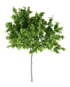 Lemon tree isolated on white background. 3d illustration Stock Illustration