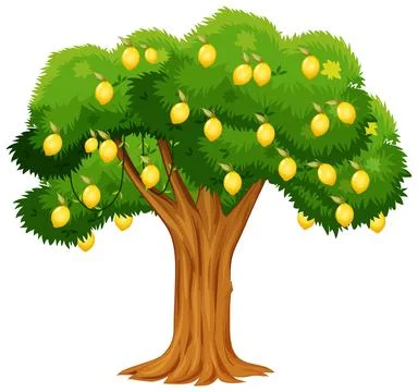Lemon tree isolated on white background Stock Illustration