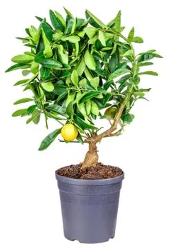 Lemon tree isolated on white Stock Photos