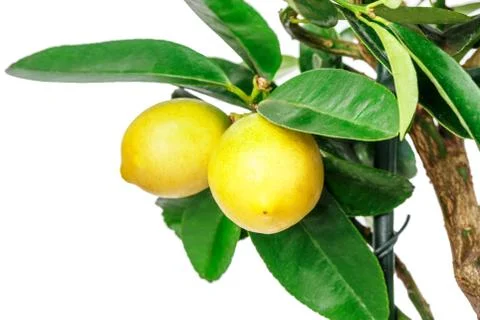 Lemon tree isolated on white Stock Photos