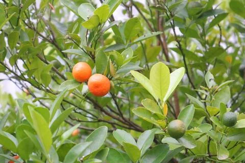 Lemon tree it backyard garden Stock Photos