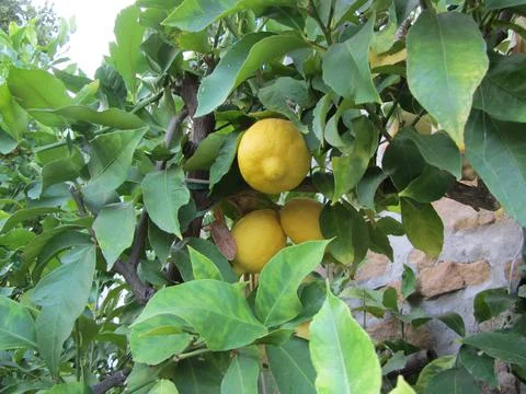 Lemon tree Italy Foto stock
