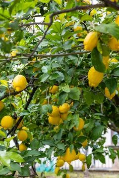 Lemon tree laden with ripe fruit in a lush garden during late summer Stock Photos