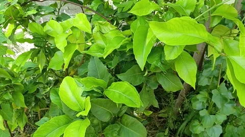 Lemon tree with large lemons and green leaves Stock Footage 310258899
