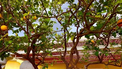Lemon tree. Large yellow lemons grow on the branches. Italy. Stock Footage 311267169