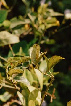 Lemon tree leaf attacked by insects and pests. Concept of caring for plants. Stock Photos