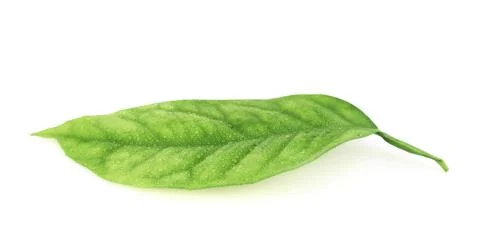 Lemon tree leaf isolated Foto stock