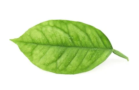 Lemon tree leaf isolated Foto stock