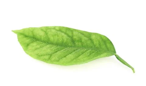 Lemon tree leaf isolated Foto stock