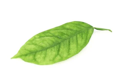 Lemon tree leaf isolated Foto stock