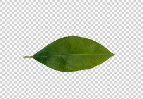 Lemon tree leaf on white background, isolate Stock Photos