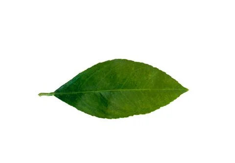 Lemon tree leaf on white background Foto stock