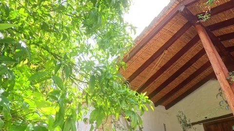 Lemon tree leaves and old thatched roof Video stock 240664304