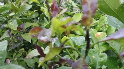Lemon Tree Leaves Infested with Black Aphids After Rain Stock Footage 341365959