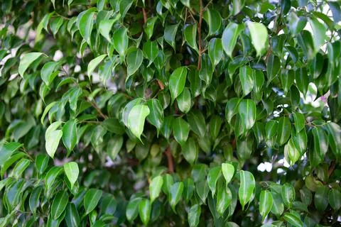 Lemon tree leaves. Lemon tree foliage background. Green leaves foliage. Green Stock Photos