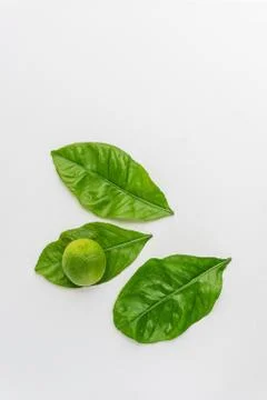 Lemon tree leaves with a lime over it isolated on white. Minimalist, fresh an Stock Photos