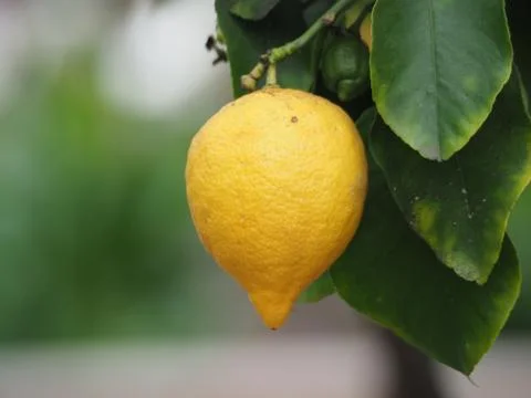 Lemon on a tree with leaves 库存照片