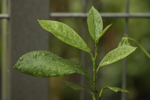 A lemon tree with leaves sprayed with water Stock Photos