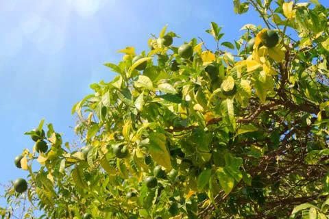 Lemon tree with lemon Stock Photos