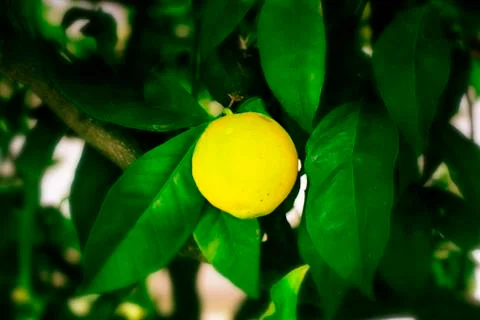 Lemon on a tree, Lemon tree in Spain. How to grow a lemon. Foto stock