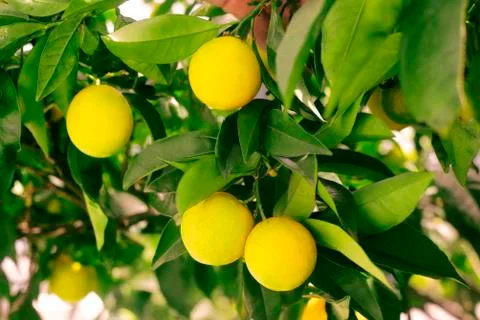 Lemon on a tree, Lemon tree in Spain. How to grow a lemon. Stock Photos