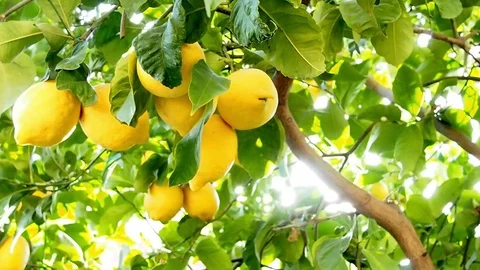 Lemon tree with lemons on Video stock 73821551