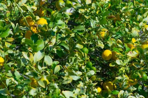 Lemon tree with lemons Stock Photos