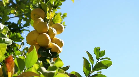 Lemon Tree With Lemons on the Vine Stock Footage 33735945
