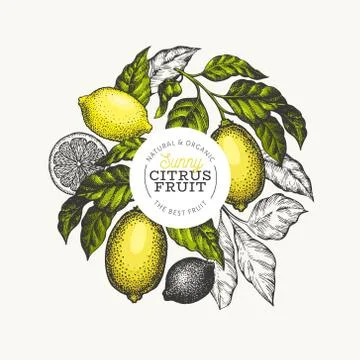 Lemon tree logo template. Hand drawn vector fruit illustration. Engraved styl Stock Illustration
