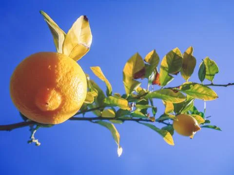 Lemon tree with low hanging fruit Stock Photos