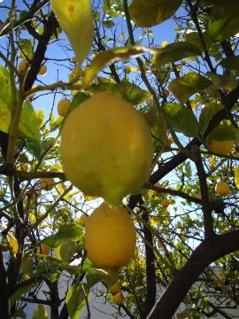 Lemon tree with low hanging fruit Stock Photos