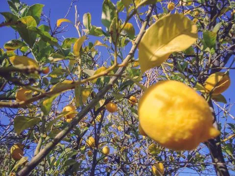 Lemon tree with low hanging fruit Stock Photos