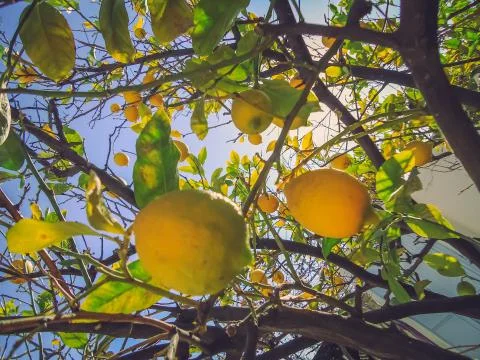 Lemon tree with low hanging fruit Stock Photos