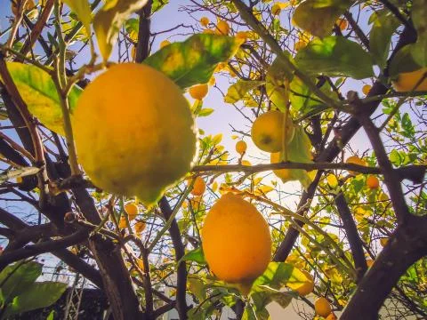 Lemon tree with low hanging fruit Stock Photos