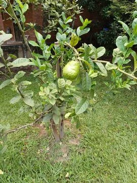 Lemon Tree in Lush Backyard Stock Photos