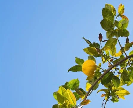Lemon tree Mallorca Stock Photos