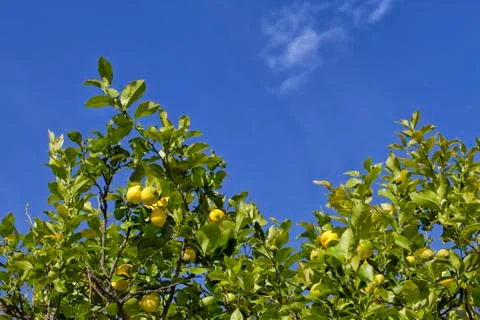 A lemon tree with many lemons Stock Photos