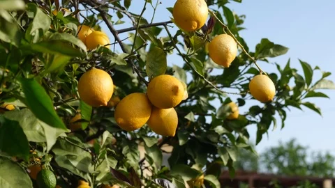 Lemon tree moving in the breeze on a summers evening, 4K Stock Footage 110899020