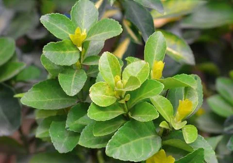 The lemon tree, native to Asia, is a small evergreen tree. Its citrus fruit,  Fotos de archivo