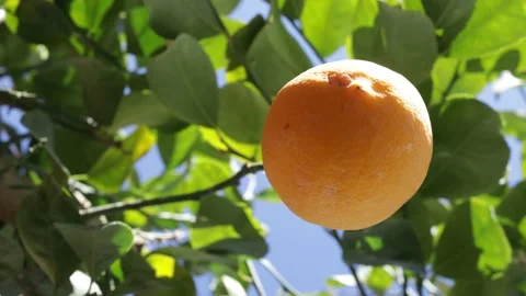 Lemon tree with one lemon and green leaves are waving with light wind Video stock 166600093