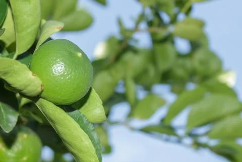 Lemon tree orange green leaf nature garden - 21 Stock Photos