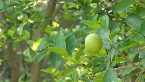 Lemon on tree in orchard. Vídeos de archivo 115133043